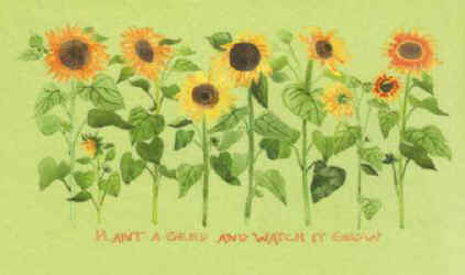 Sunflowers native plants comparing leaves and floral details