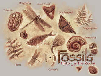 paleontology, Trilobite Fossil, fish fossil, paleontologist dinosaur hunters t-shirt