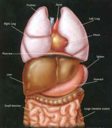 Human digestive tract organs on a t-shirt