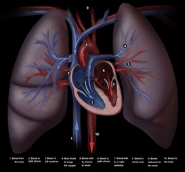 Heart Anatomy on a t-shirt
