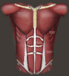 Human torso musculature on a t-shirt