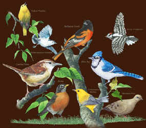  Backyard song birds on a canvas book bag, beach bag or shopping bag