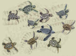 Sea Turtles on a canvas book bag, beach bag or shopping bag