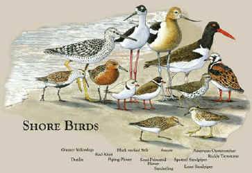 Shore birds on a canvas book bag, beach bag or shopping bag