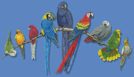Tropical Birds on Songbirds  Birds Of Prey And Tropical Birds On Heavy Duty Canvas Bags