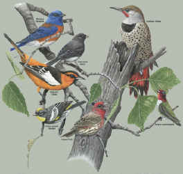  Weatern song birds on a canvas book bag, beach bag or shopping bag