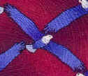 Eagle Repeat Tie