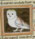 european Medieval Owl manuscript book Classical Civilizations necktie ties neckwear ties tye neckwears neck tie