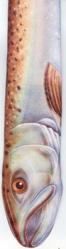 Freshwater Fish Species King Salmon Tie necktie polyester fish shaped tie