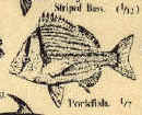 Fish Species with Names Tie necktie silk