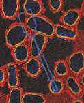 Immunization flu influenza Infectious Awareables microbe bacteria virus molecule cell disease microscope tie Necktie