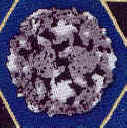 polio virus rotary international Infectious Awareables microbe bacteria virus molecule cell disease microscope tie Necktie