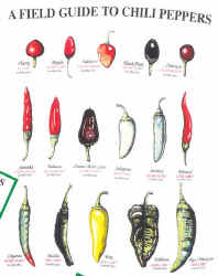 Chili papper species comparing scoville heat units shape and morphology details