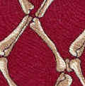 Physician Medical skeleton osteology osteologist chiropractor Necktie Tie