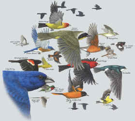 migrating migration songbirds t-shirt tshirt tee shirt