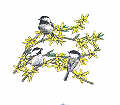 backyard songbirds chickadee and forsythia branches t-shirt tshirt tee shirt