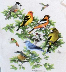 backyard songbirds t-shirt tshirt tee shirt