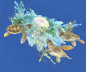 sea turtles of the world on a t-shirt