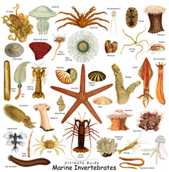 marine invertebrates phyla mollusc shell crustracean crab lobster echinoderm sea urchin sea cucumber coral species on a t-shirt