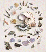 aquatic marine invertebrate species mollusc shellfish sea shells on a t-shirt