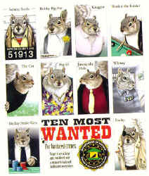 10 Most Wanted for Bird Seed Crimes Squirrel graphic t-shirt tshirt tee shirt