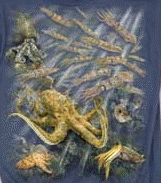 Octopus species on a canvas book bag, beach bag or shopping bag