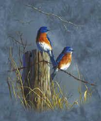 backyard songbirds nuthatch t-shirt tshirt tee shirt
