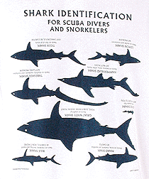 shark t-shirt