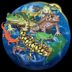 Amphibian species frogs toads and salamanders with a globe in the background earth globe t-shirt