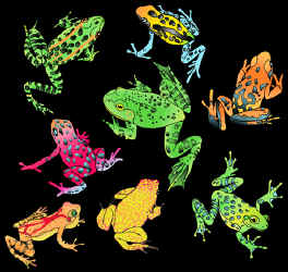 Frog species on a t-shirt with glow in the dark ink