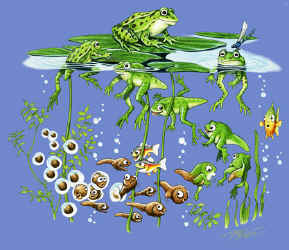 leopard frog species life cycle egg mass, pollywog, tadpole and adults in a pond on a t-shirt