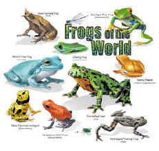 frog species from around the world with a map in the background on a t-shirt