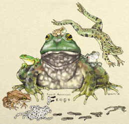 north american Frog species on a t-shirt