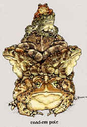 Amphibian Frog toad species on a t-shirt