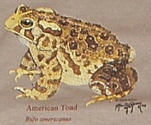 world of frog and toad species on a t-shirt