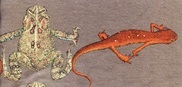 north american Frog toad species and newt salamander on a t-shirt