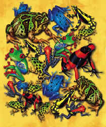 frog species on a t-shirt