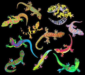 gecko species on a t-shirt with day glow dye that glows in the dark tshirt tee shirt