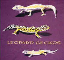 Leopard Gecko lizard t-shirt tshirt tee shirt