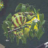 chameleon lizard t-shirt tshirt tee shirt tshirt tee shirt
