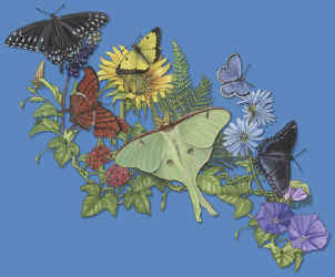 butterfly lepidoptera species on a t-shirt