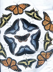 butterfly lepidoptera  species on a t-shirt