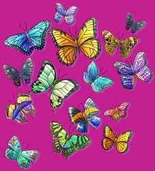 tropical butterfly lepidoptera rainforest species on a t-shirt