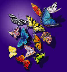 tropical butterfly lepidoptera rainforest species on a t-shirt