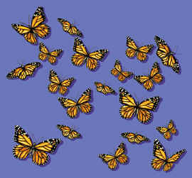 butterfly lepidoptera monarch species on a t-shirt