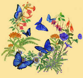 tropical morpho butterfly lepidoptera rainforest species on a t-shirt