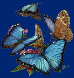 tropical morpho butterfly lepidoptera rainforest species on a t-shirt