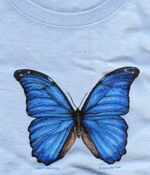 Morpho tropical butterfly lepidoptera rainforest species on a t-shirt