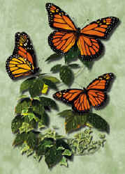 butterfly monarch lepidoptera species on a t-shirt