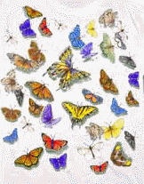 butterfly lepidoptera  species on a t-shirt